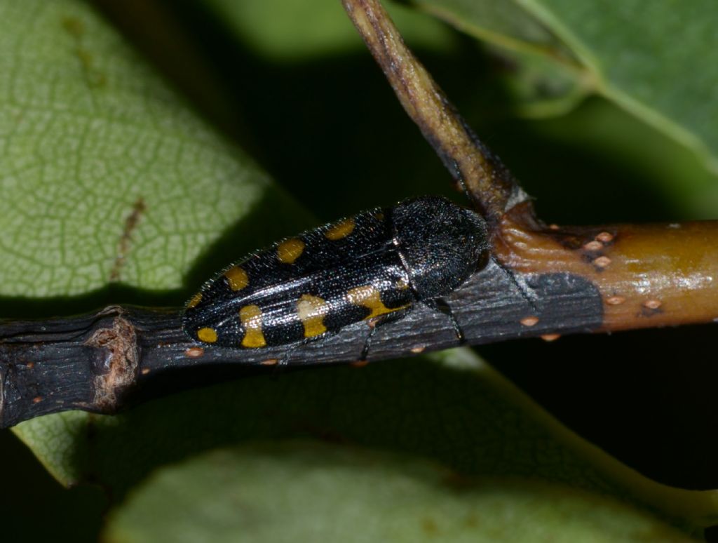 Buprestidae forse Ptosima ?  S,  Ptosima undecimmaculata